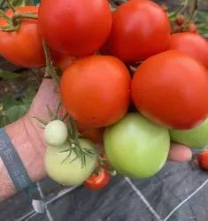 BIO-Saatgut Normale Tomate 'Moneymaker'
