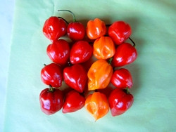 C Habanero Red Saphina sehr scharf BIO-Topfpflanze im 3L-Topf