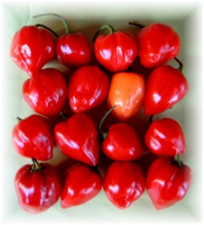 C Habanero Red Saphina sehr scharf BIO-Topfpflanze im 3L-Topf
