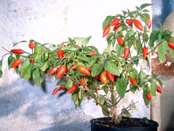 BIO-Pflanze Chili scharf Thaichili hängend