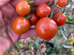 BIO-Saatgut Kirschtomate 'Elle'