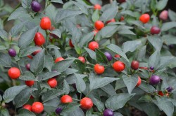 BIO-Pflanze Chili scharf 'Filius'