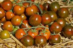 BIO-Saatgut Kirschtomate 'Black Cherry Zebra'