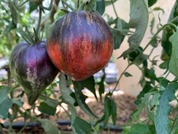 BIO-Saatgut Fleischtomate 'Seargent Pepper's'