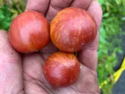 BIO-Saatgut Dwarftomate Rund 'Wild Tiger'