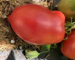BIO-Saatgut Fleischtomate 'Giant Elga Pepper like'