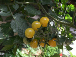 BIO-Samen Tomate Johannisbeer-  Bianca