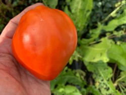 BIO-Saatgut Fleischtomate 'Sibirskiy Giant'