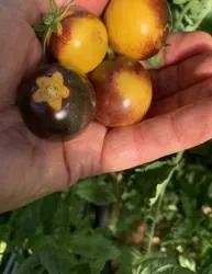 BIO-Saatgut Kirschtomate 'Bosque Blue Bumblebee'
