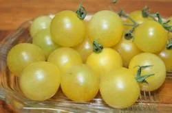 BIO-Saatgut Kirschtomate 'Evas Sweet' gelb