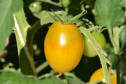 BIO-Pflanze Dattel-Tomate Gelbe Dattel
