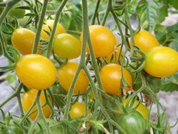 BIO-Samen Tomate Oliven- Dattelwein