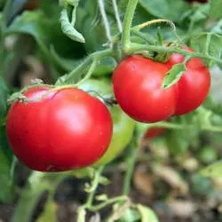BIO-Saatgut Dwarftomate Fleisch 'Gruntowy'