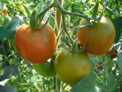 Tomate rund mittelgroß 'Rote Mirabelle'