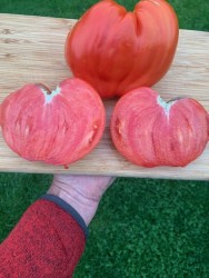 BIO-Saatgut Fleischtomate 'Krasnyy Grebeshok'