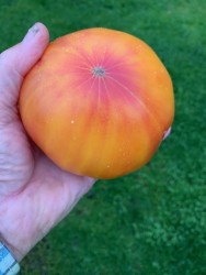 BIO-Saatgut Fleischtomate 'Grandma Viney's Yellowpink'