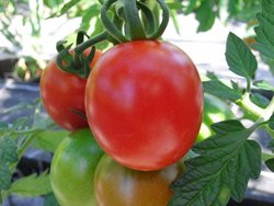 Bio-Samen Tomate rund normal- Matina