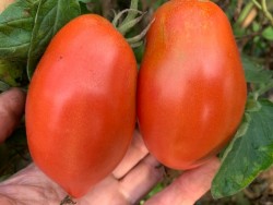 BIO-Saatgut Fleischtomate 'Rocky'