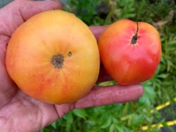 BIO-Pflanze Dwarftomate Fleisch 'Wherokowai' Alte Tomatensorte
