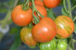 BIO-Pflanze Tomate rund Tigerella Alte Tomatensorte