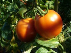 BIO-Samen Tomate rund normal 'Jasnaja'
