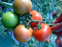 BIO-Samen Tomate rund- New Hampshire Surecrop