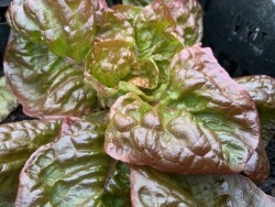 BIO-Samen Salat Kopfsalat 'Roxy'