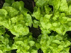BIO-Samen Salat Pflücksalat 'Piro' Eichblattsalat grün