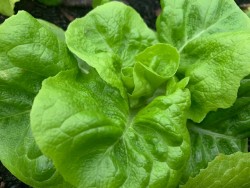 BIO-Samen Salat Kopfsalat 'Briweri'