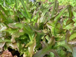 BIO-Samen Salat Pflücksalat 'Cocarde' Fingersalat rot