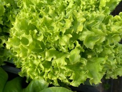 BIO-Samen Salat Pflücksalat 'Lollo bionda'