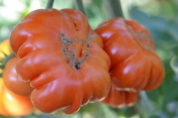 BIO-Pflanze Fleisch-Tomaten Mini Corrongo
