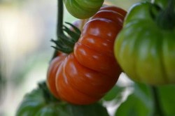 BIO-Pflanze Fleisch-Tomaten Mini Corrongo