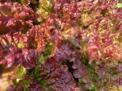 BIO-Samen Salat Schnitt-/Pflücksalat 'Red Velvet'