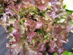 BIO-Samen Salat Pflücksalat 'Hrastov List' Eichblattsalat