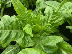 BIO-Samen Salat Schnitt-/Pflücksalat 'Grüner Schnittsalat'
