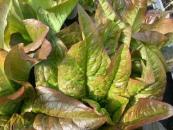 BIO-Samen Salat Romanasalat 'Rote Teufelsohren'