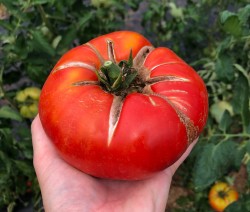 BIO-Tomatenpflanze Fleischtomate 'Babuschka' Alte Sorte