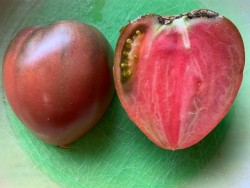BIO-Tomatenpflanze Fleischtomate Ochsenherz 'Black Heart'