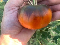 BIO-Tomatenpflanze Fleischtomate 'Blaue Ananas'