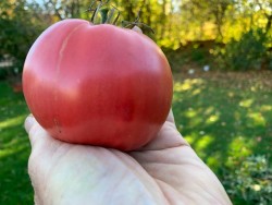 BIO-Tomatenpflanze Fleischtomate 'Bychye Serdtse' Alte Sorte