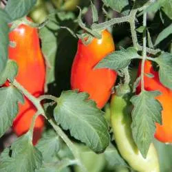 BIO-Saatgut Dwarftomate Flasche 'Roter Afghan'