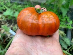 BIO-Saatgut Dwarftomate Fleisch 'Crimson Sockeye'