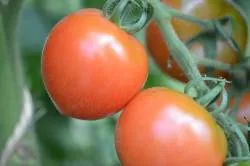BIO-Saatgut Dwarftomate Rund 'Fireball'