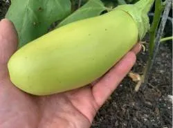 BIO-Pflanze Aubergine 'Little Green'