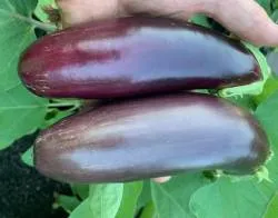 BIO-Gemüsepflanze Aubergine 'Nastenka'