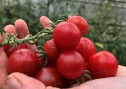 BIO-Saatgut Kirschtomate 'Chadwick's Cherry'