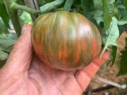 BIO-Saatgut Fleischtomate 'Kozula 125'