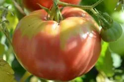 BIO-Saatgut Fleischtomate 'Riese von Galina'
