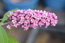 BIO-Pflanze Schmetterlingsstrauch Rosa